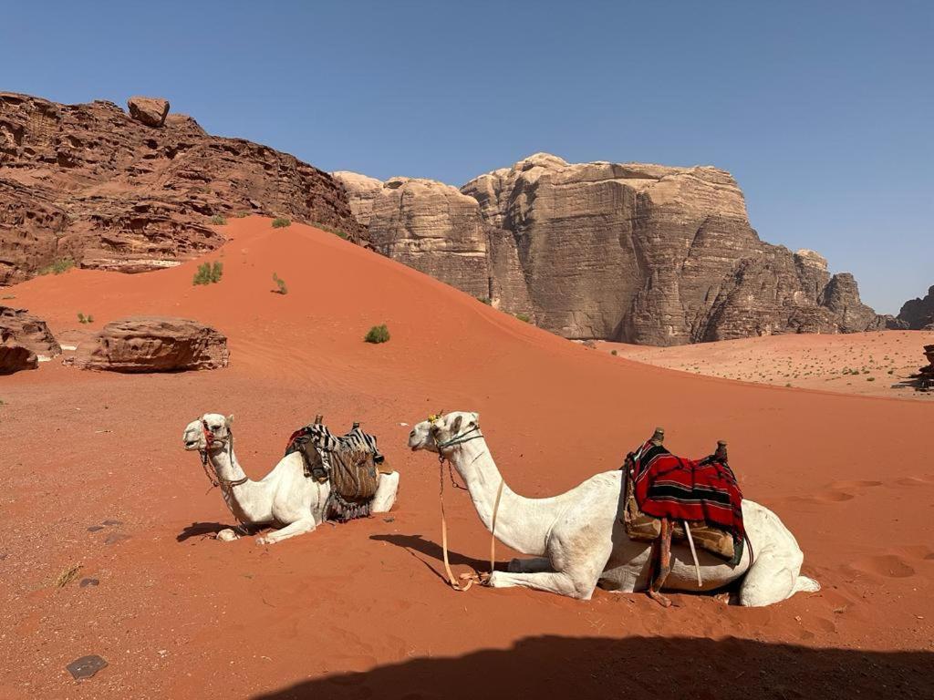 Bedouin Tours Camp Ξενοδοχείο Ουάντι Ραμ Εξωτερικό φωτογραφία